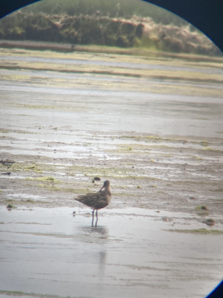 Marbled Godwit - ML619995117