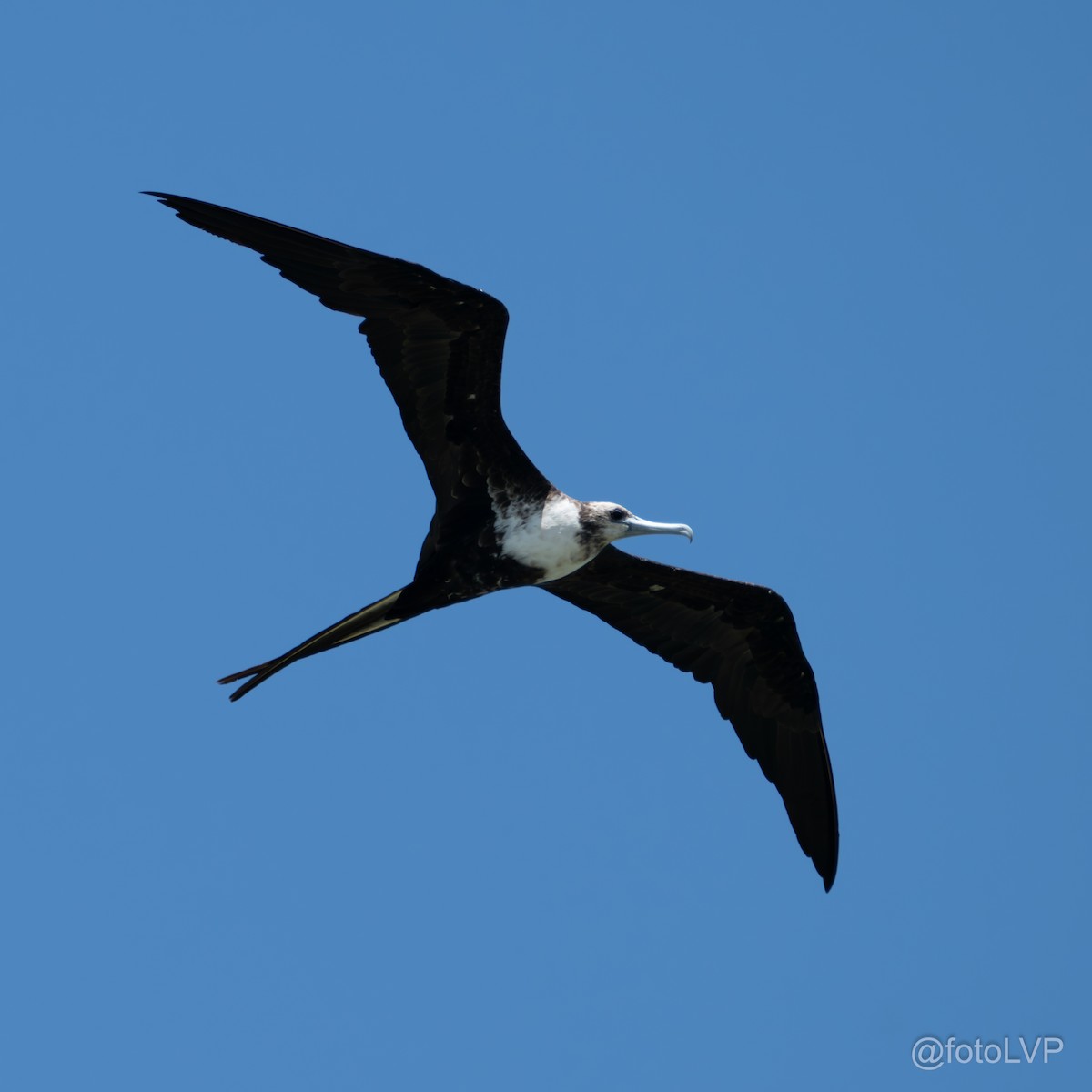 Magnificent Frigatebird - ML619995127