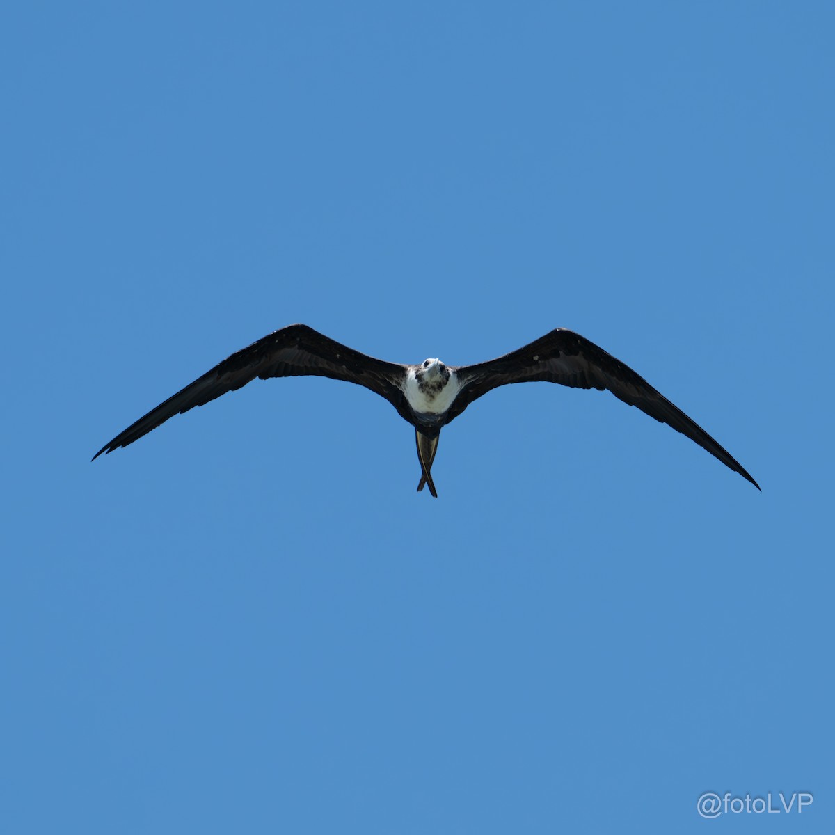 Magnificent Frigatebird - ML619995128