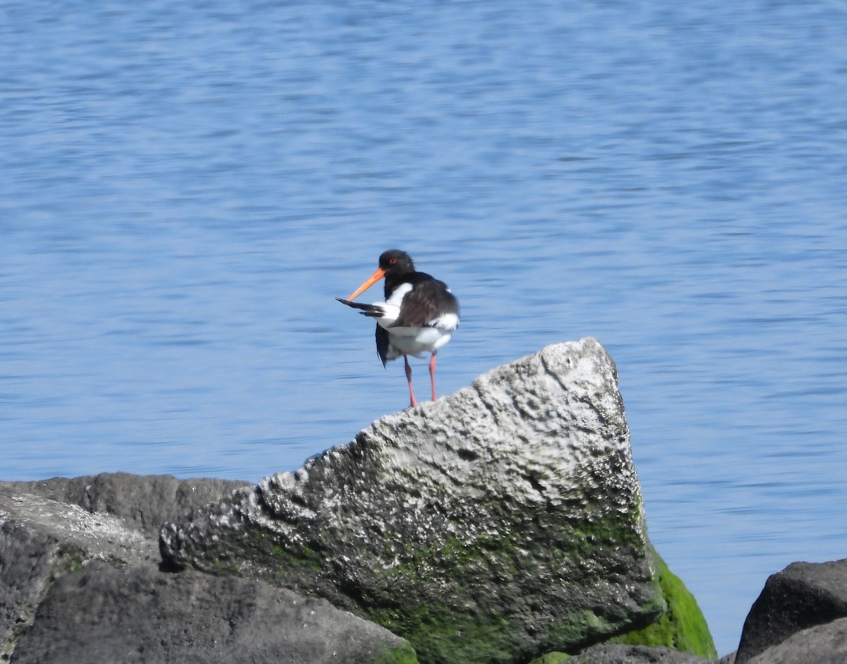 Eurasian Oystercatcher - ML619995132