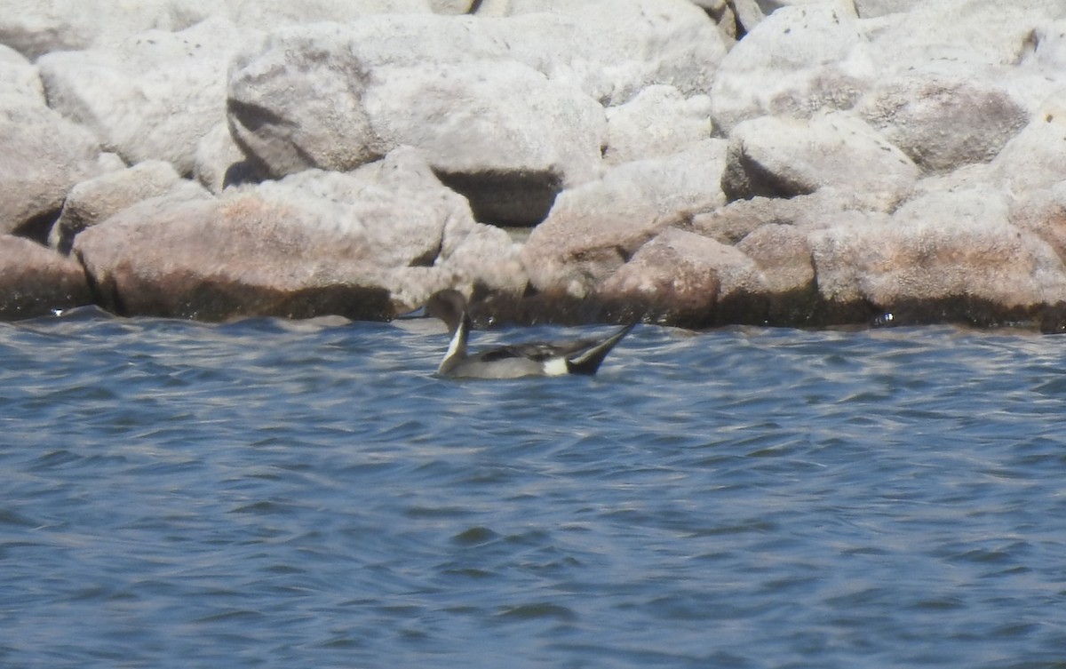 Northern Pintail - ML619995137