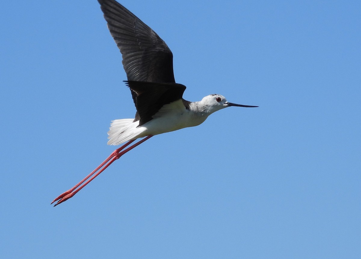 Black-winged Stilt - ML619995138