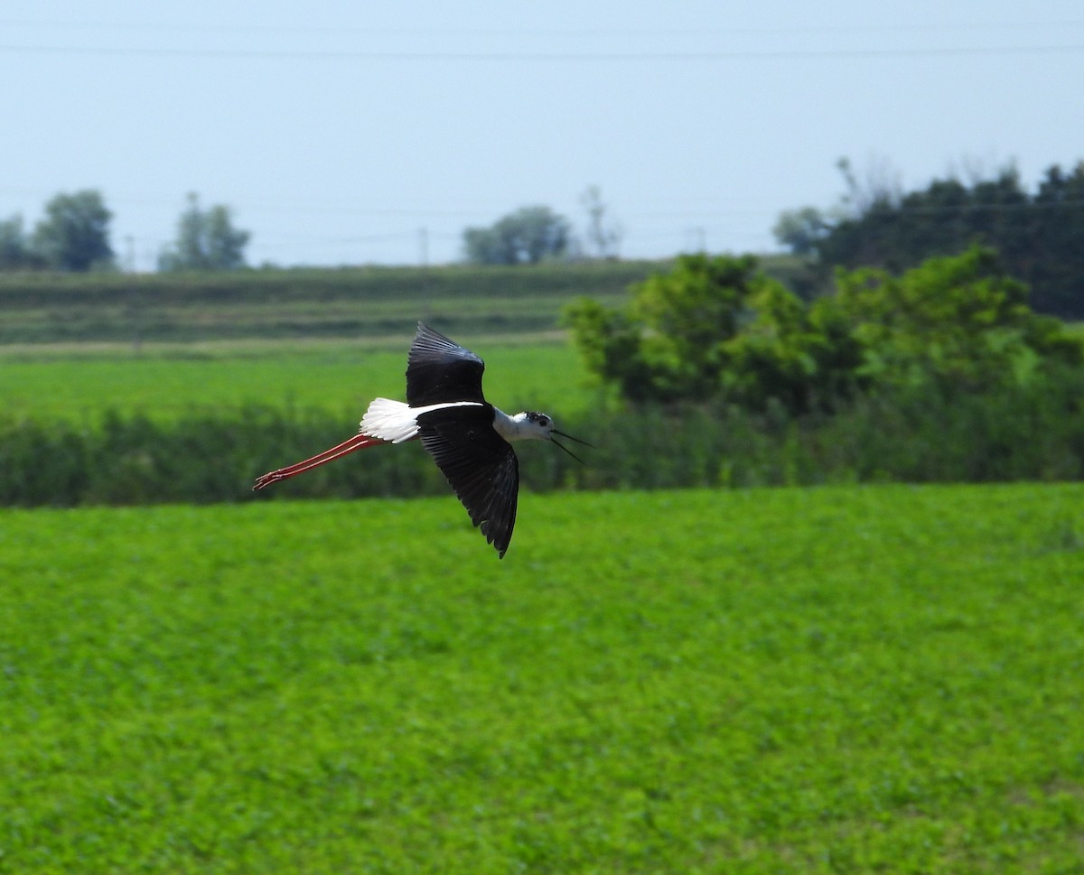 Black-winged Stilt - ML619995139