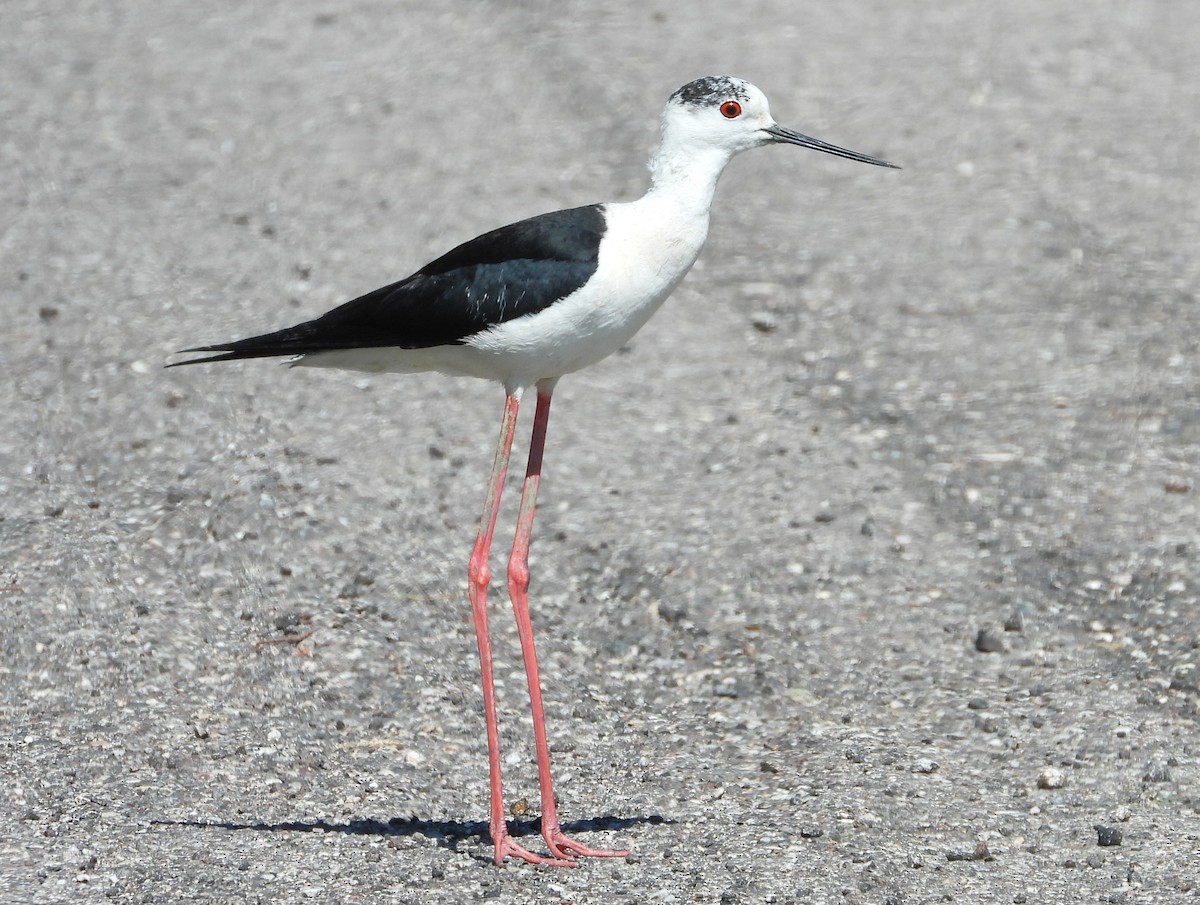 Black-winged Stilt - ML619995140