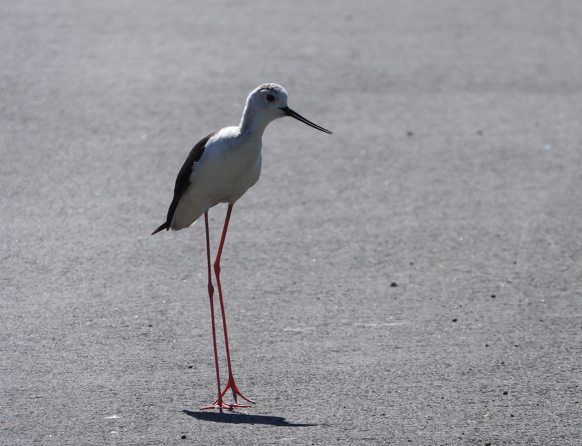 Black-winged Stilt - ML619995141