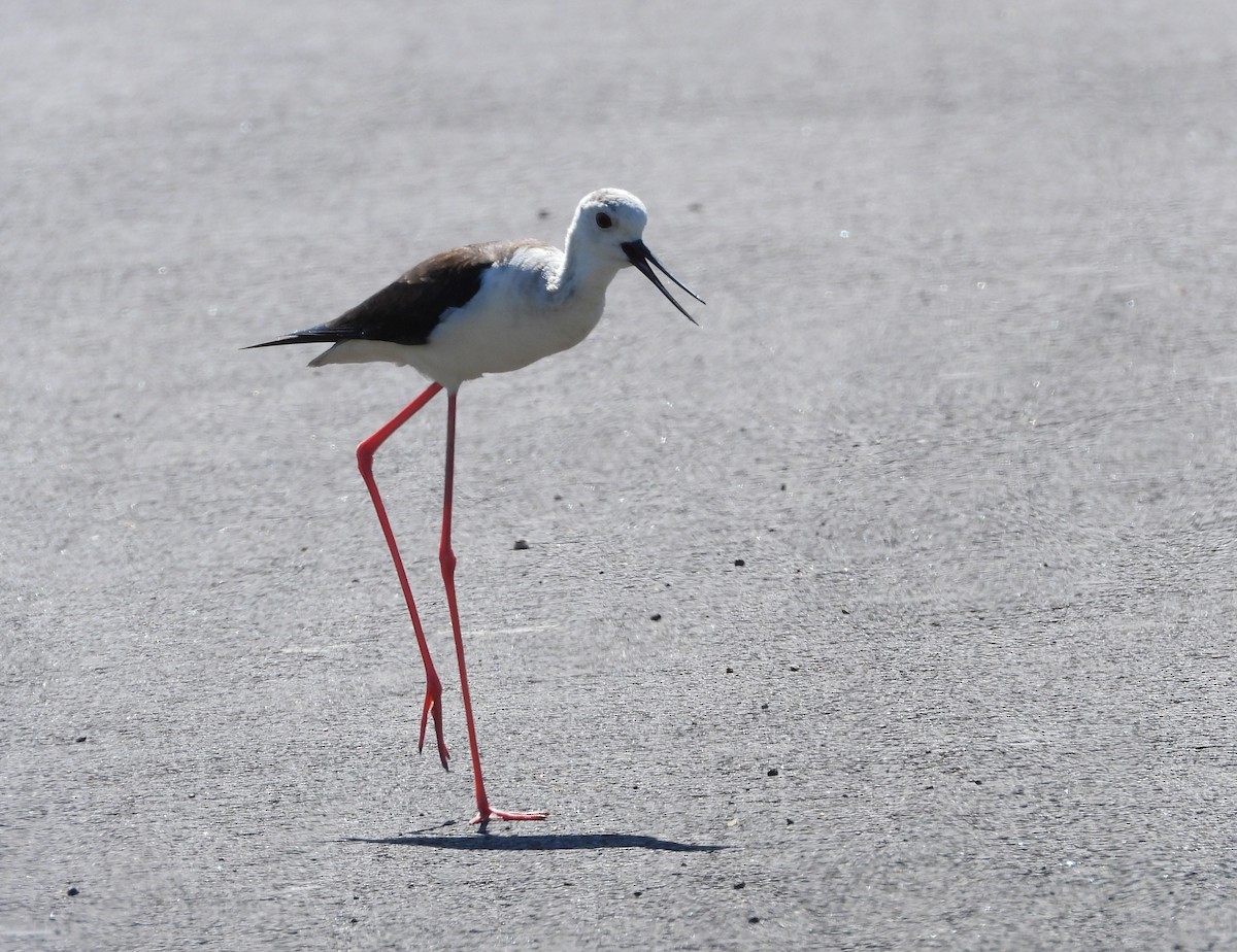 Black-winged Stilt - ML619995143