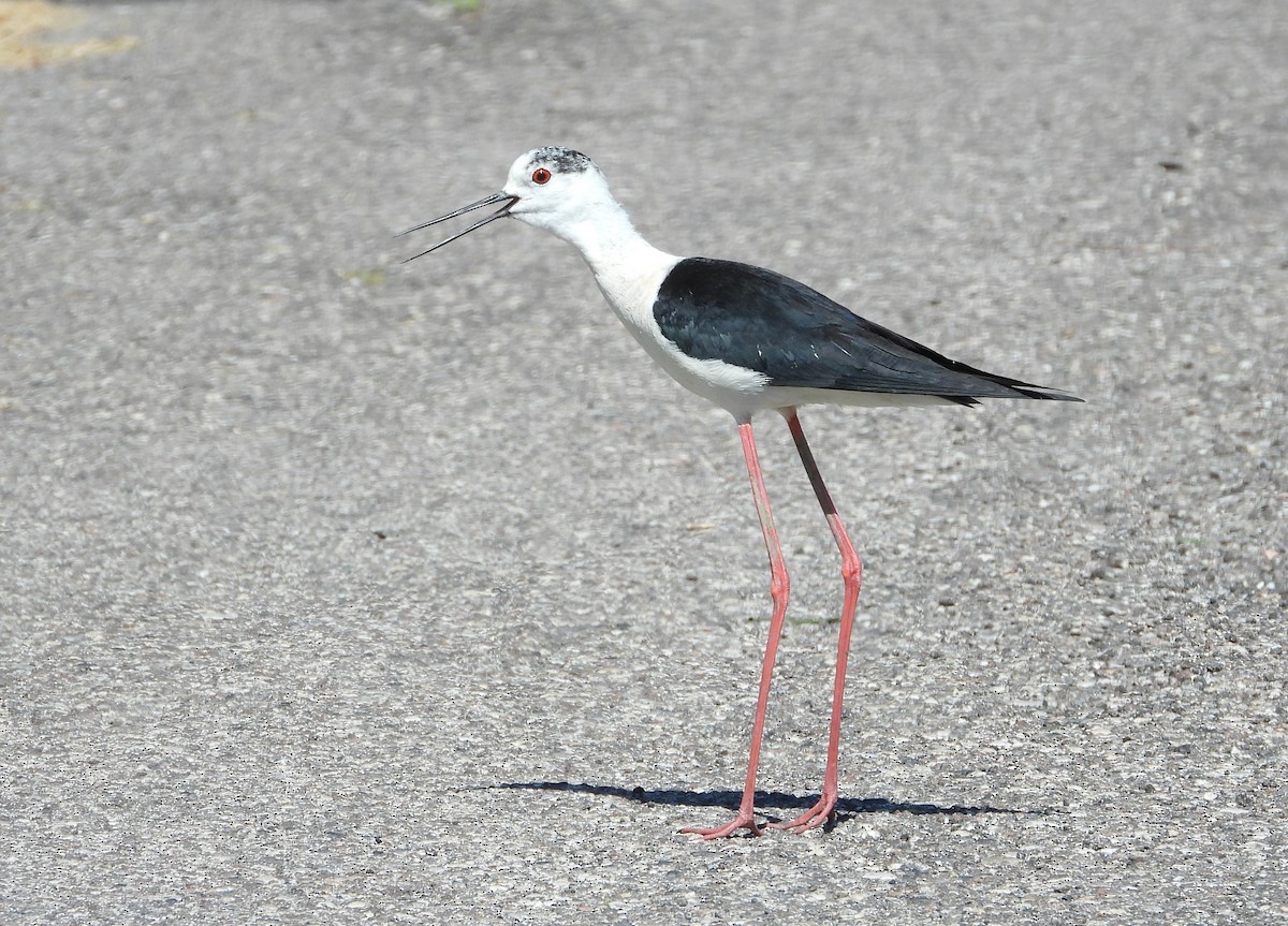 Black-winged Stilt - ML619995144