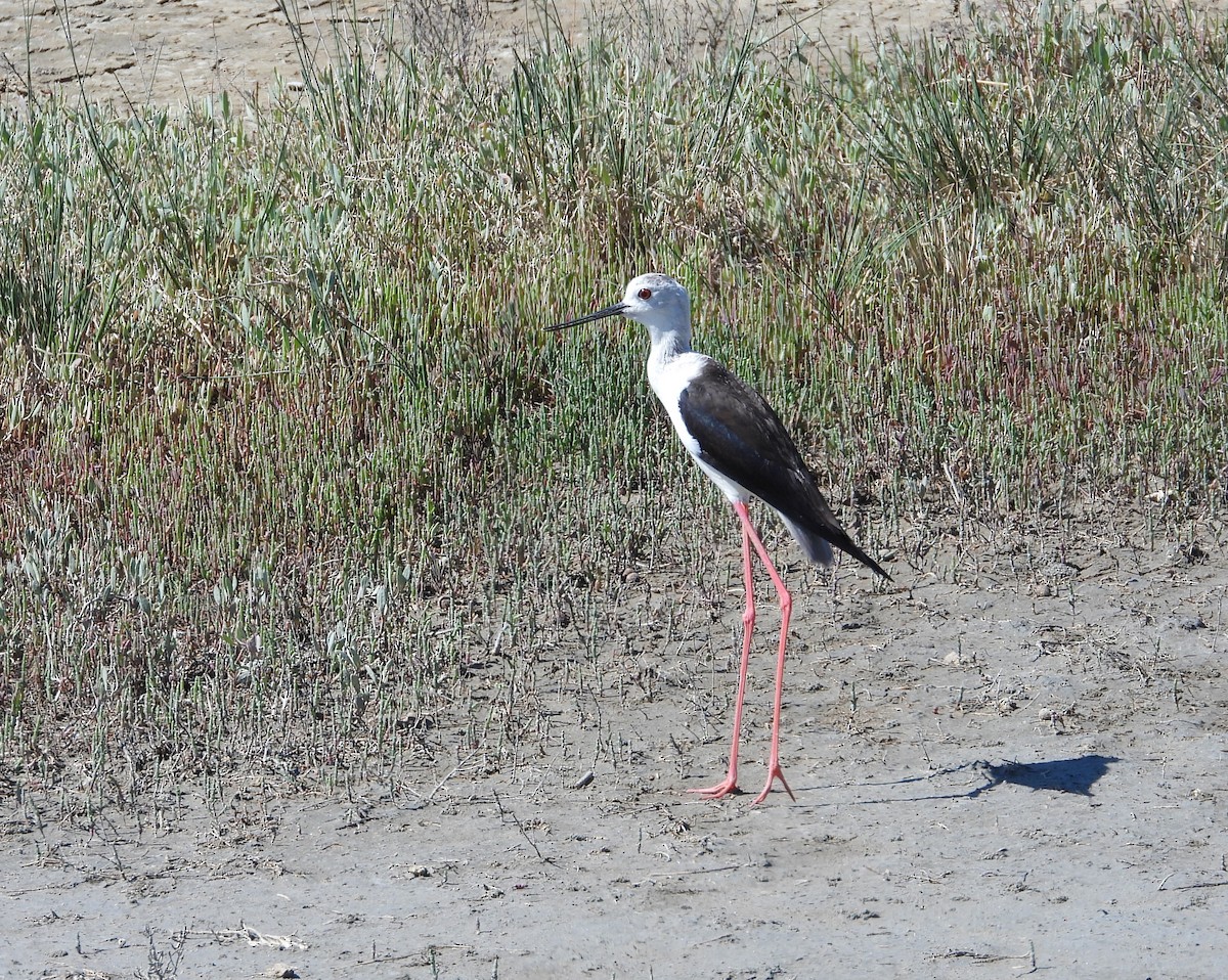 Black-winged Stilt - ML619995146