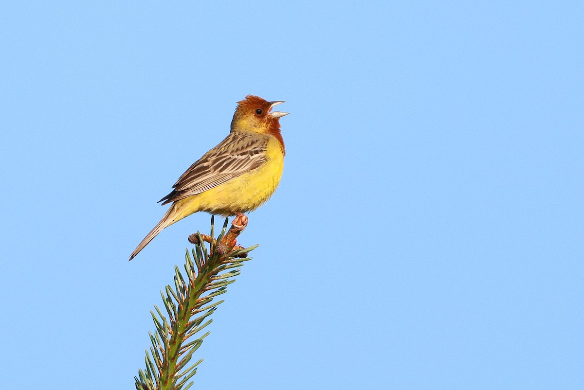 Red-headed Bunting - ML619995147