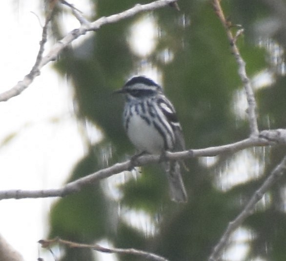 Black-and-white Warbler - Rob Cassady
