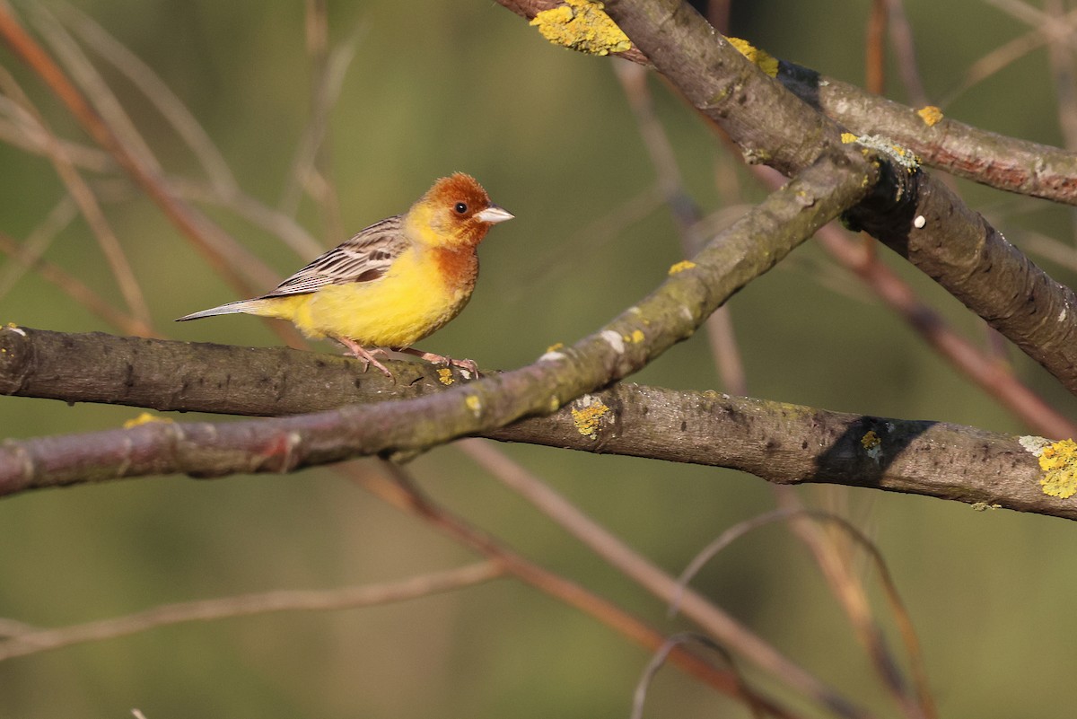 Red-headed Bunting - ML619995156