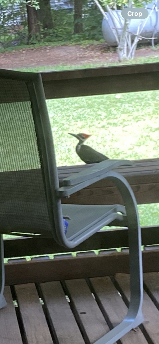 Pileated Woodpecker - ML619995160
