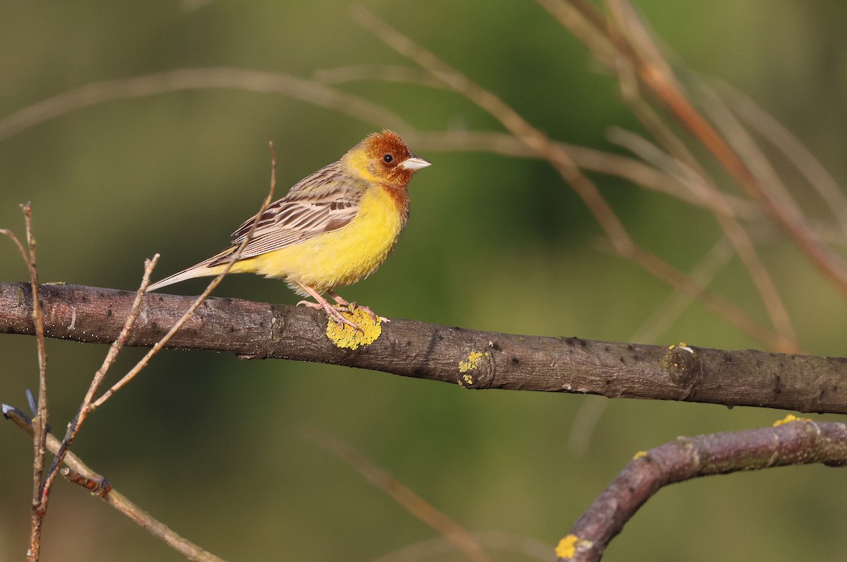 Red-headed Bunting - ML619995161
