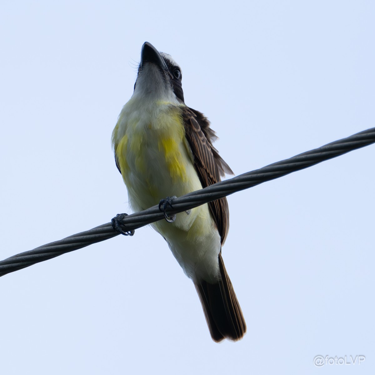 Boat-billed Flycatcher - ML619995188