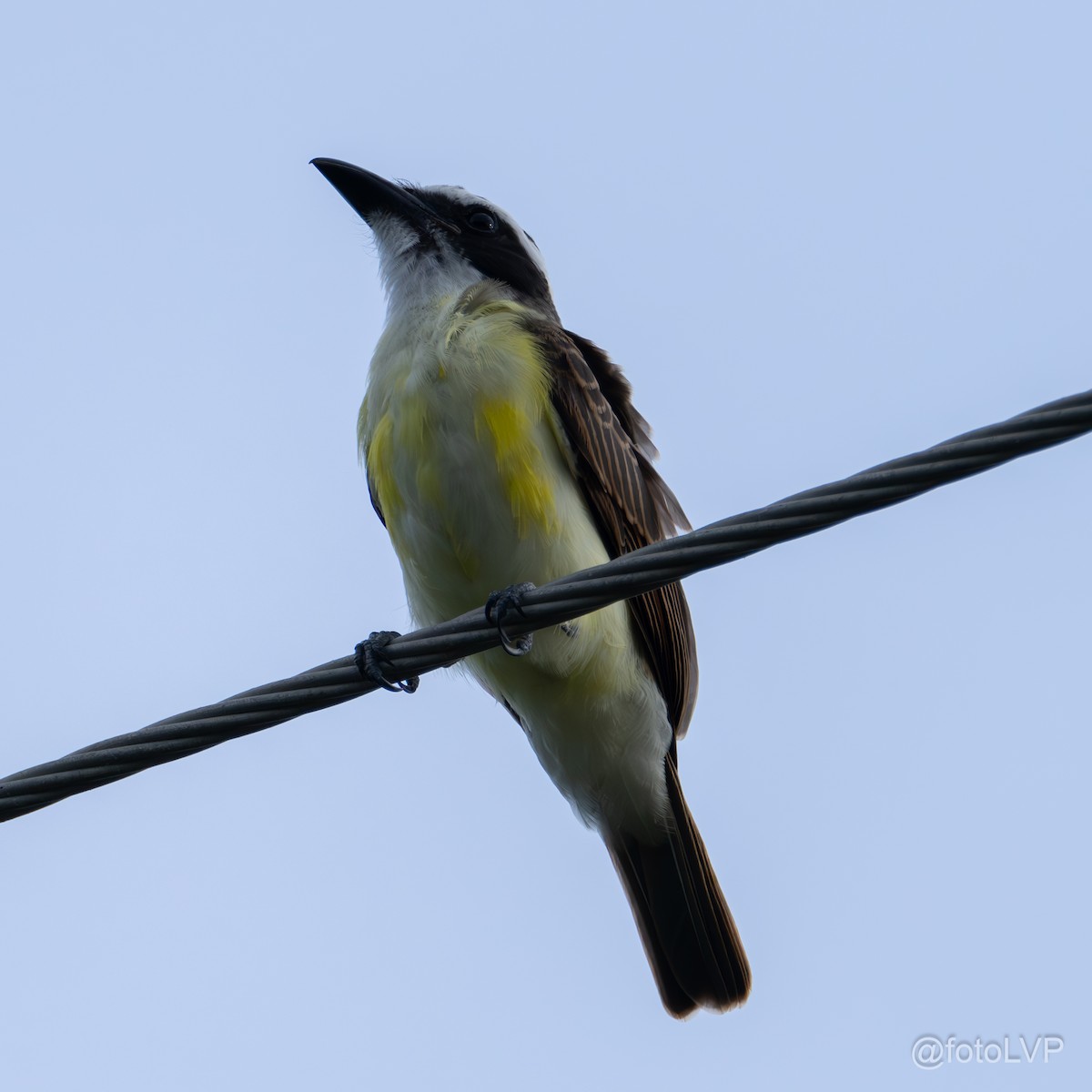 Boat-billed Flycatcher - ML619995190