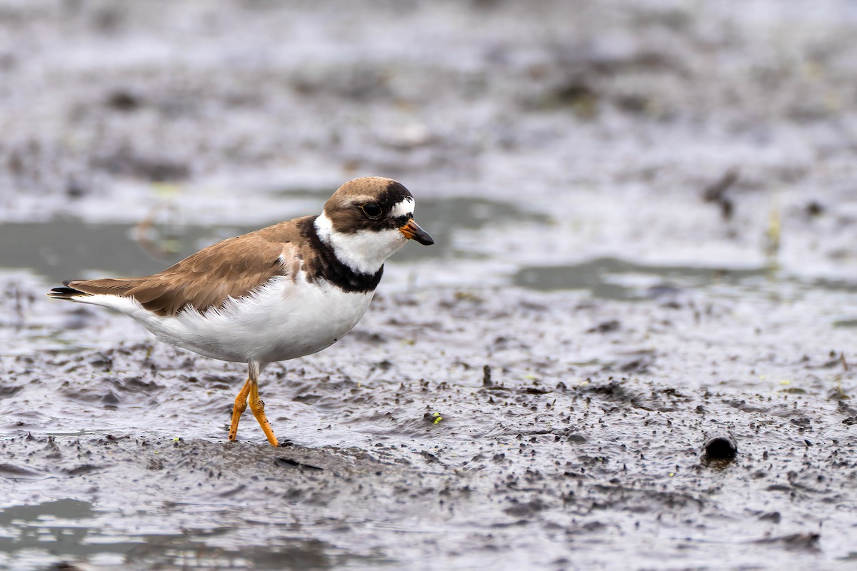 Semipalmated Plover - ML619995191