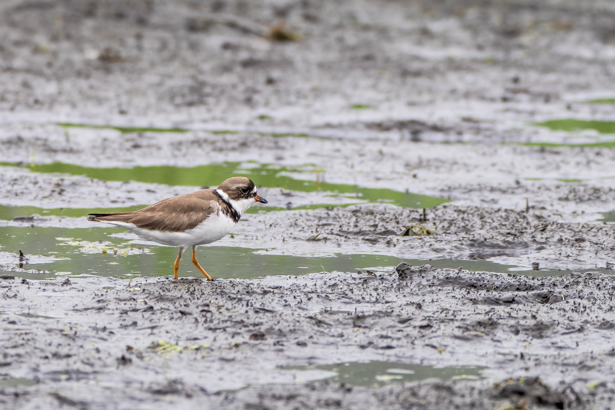 Semipalmated Plover - ML619995192