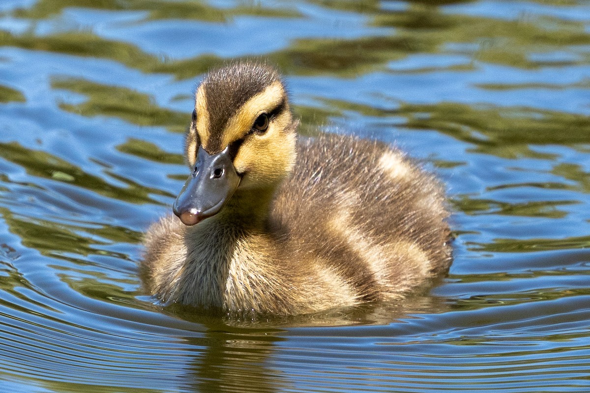 Canard colvert - ML619995196