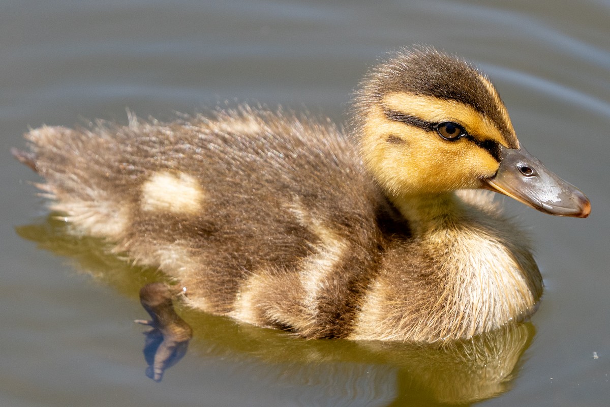 Canard colvert - ML619995197