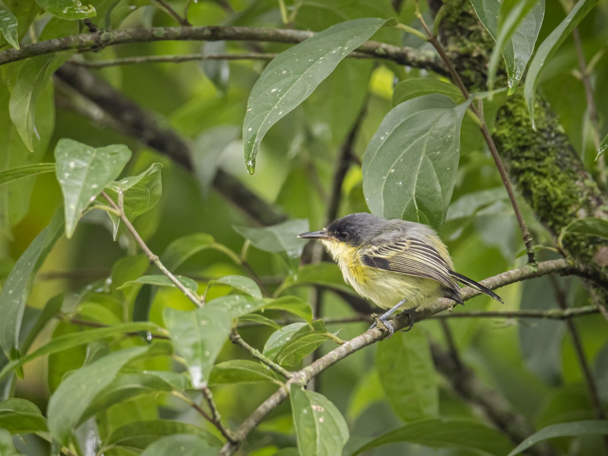 Common Tody-Flycatcher - ML619995198