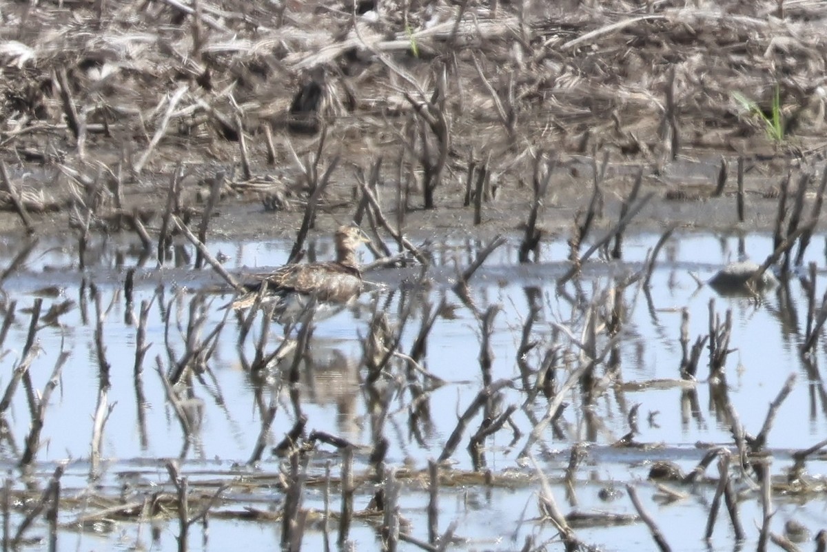 Upland Sandpiper - ML619995203