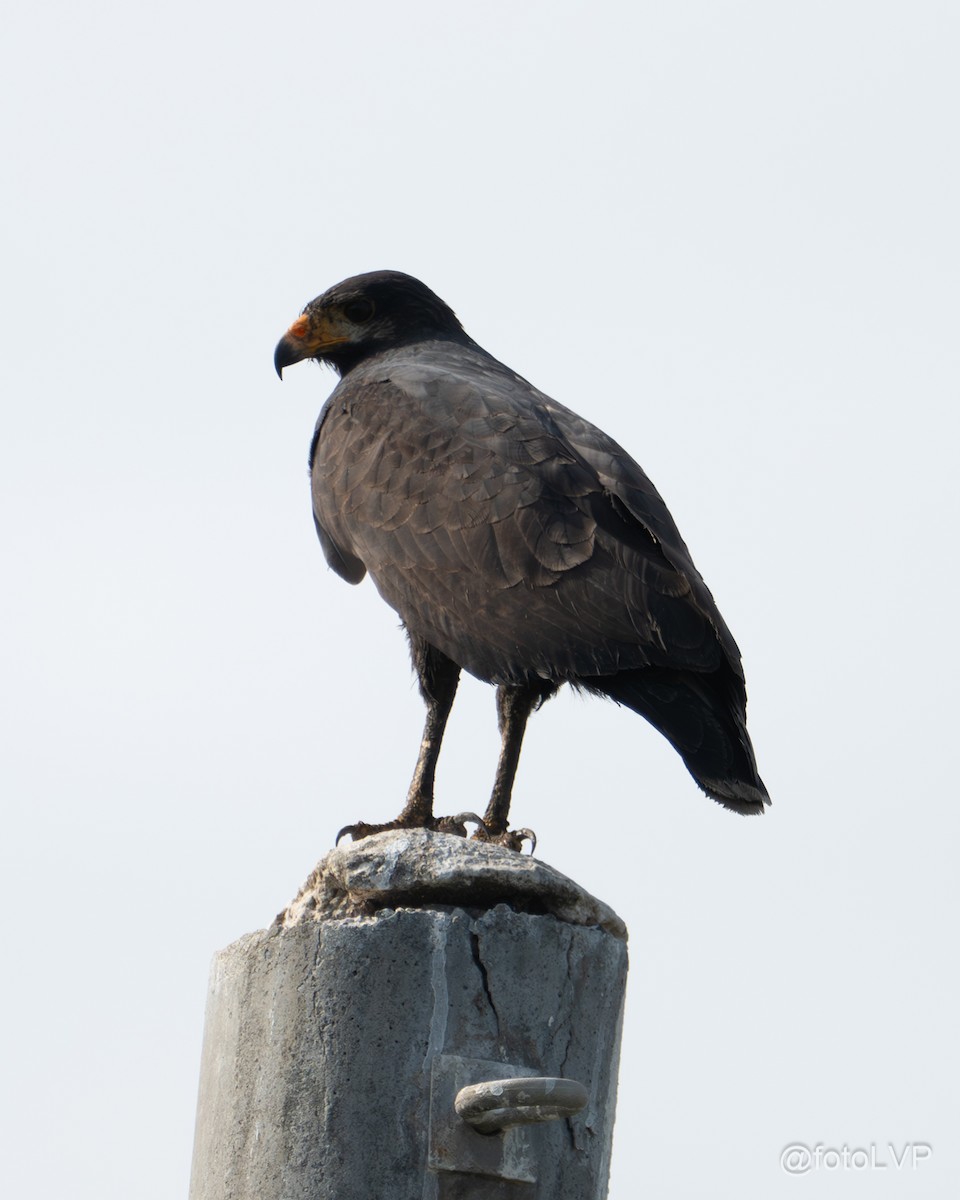 Common Black Hawk (Mangrove) - ML619995204