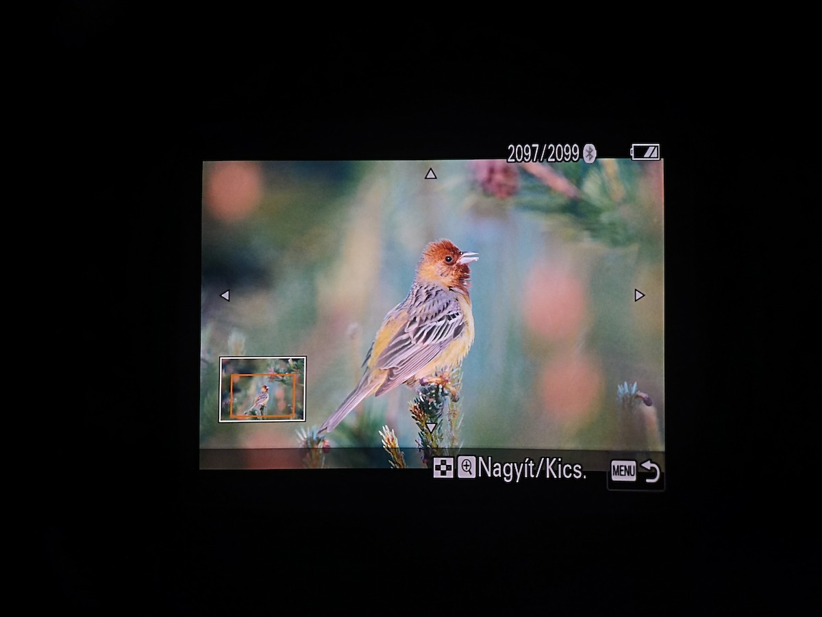 Red-headed Bunting - ML619995207