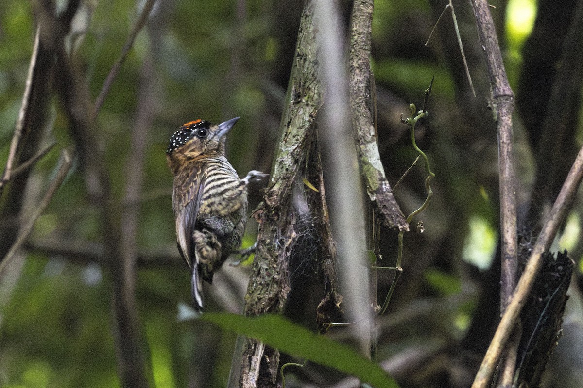 Ochre-collared Piculet - ML619995209