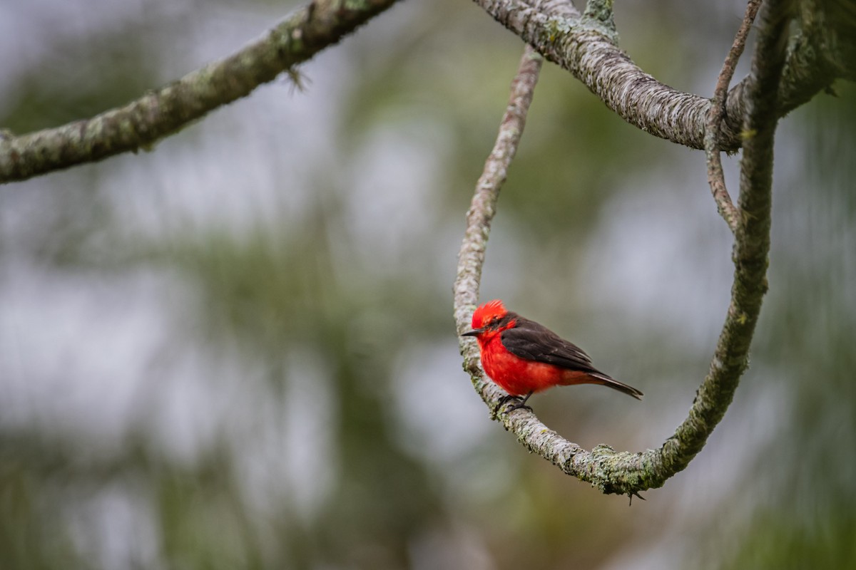 Vermilion Flycatcher - ML619995214