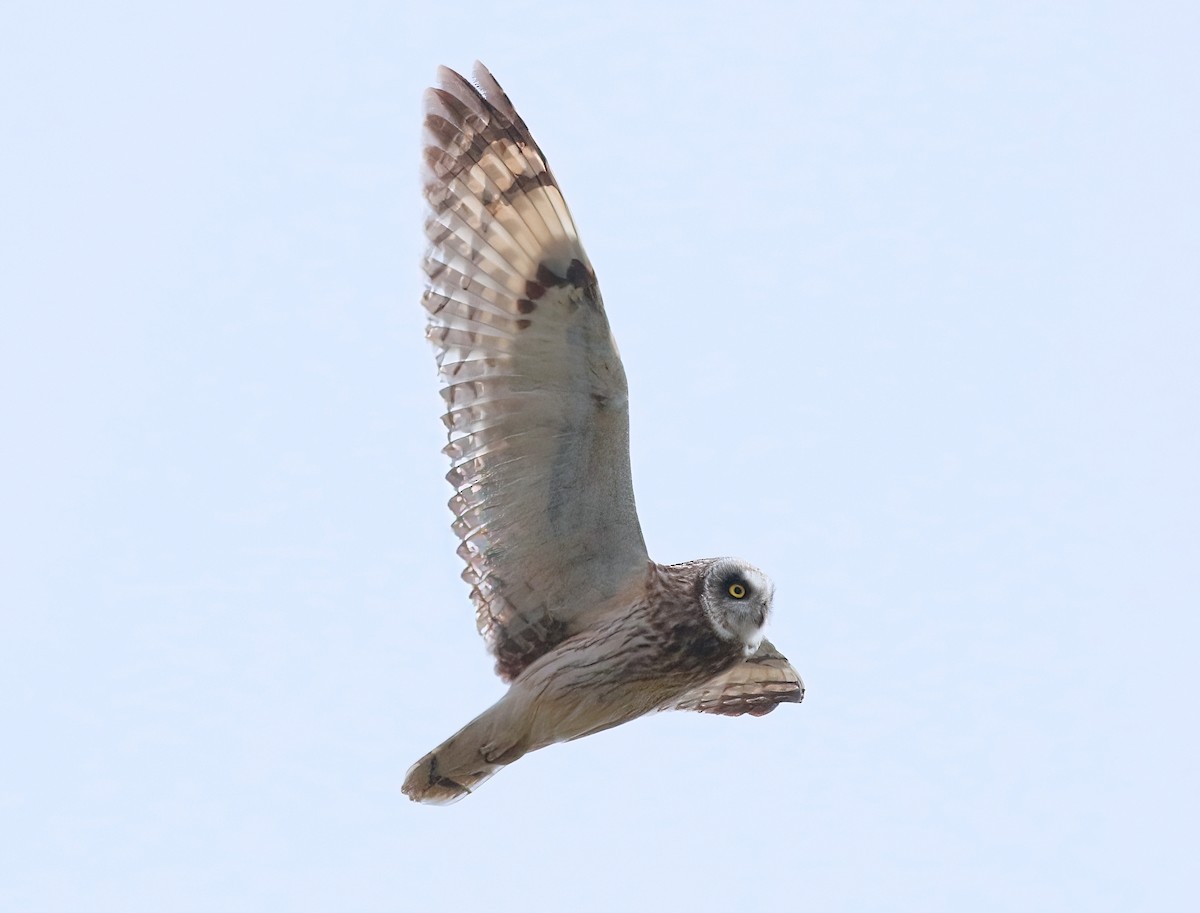 Short-eared Owl - ML619995215