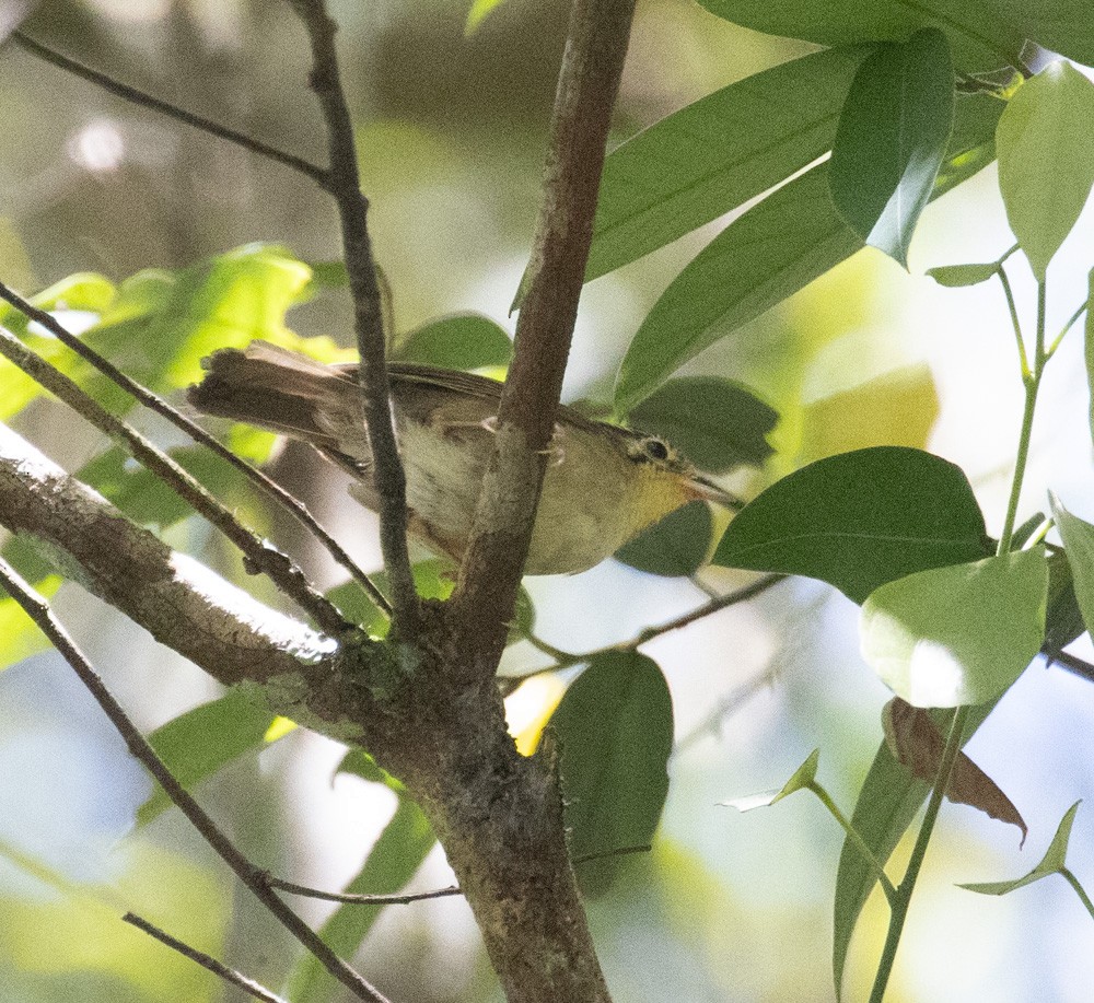 Black-crowned Fulvetta - ML619995230