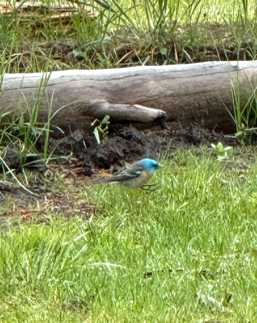 Lazuli Bunting - ML619995241