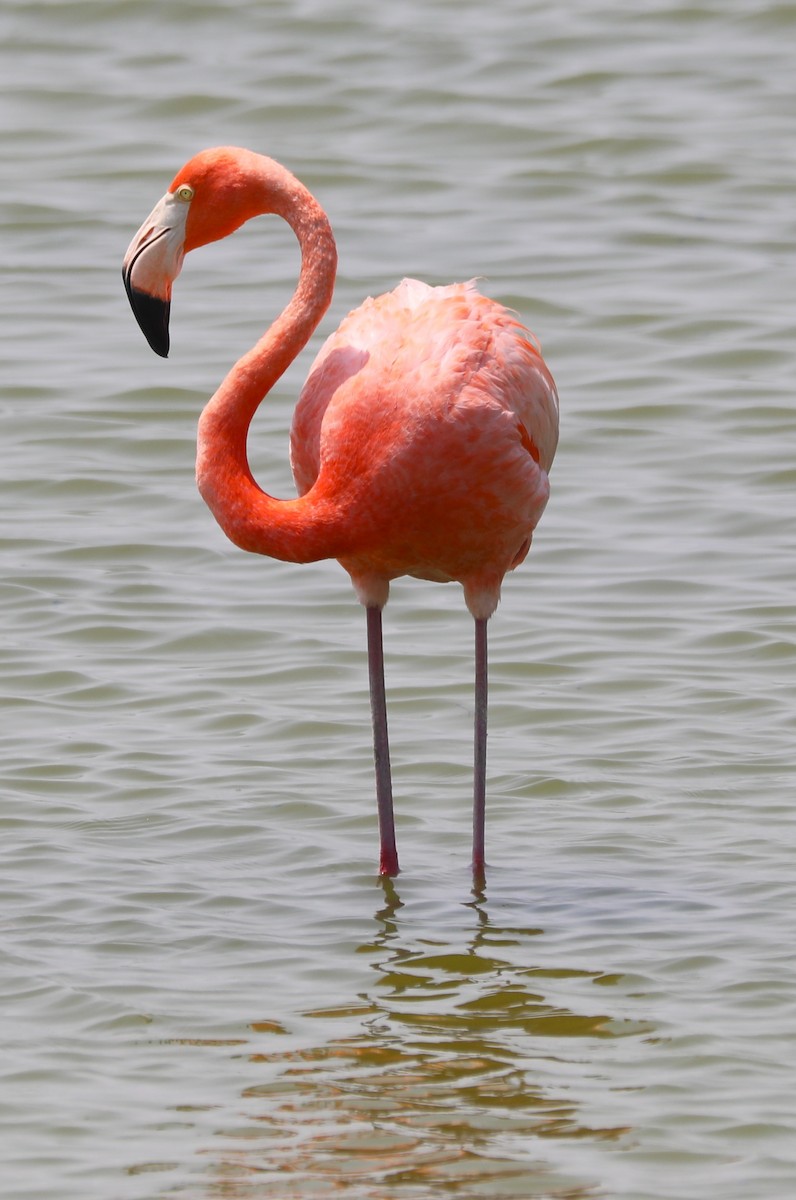 American Flamingo - ML619995246