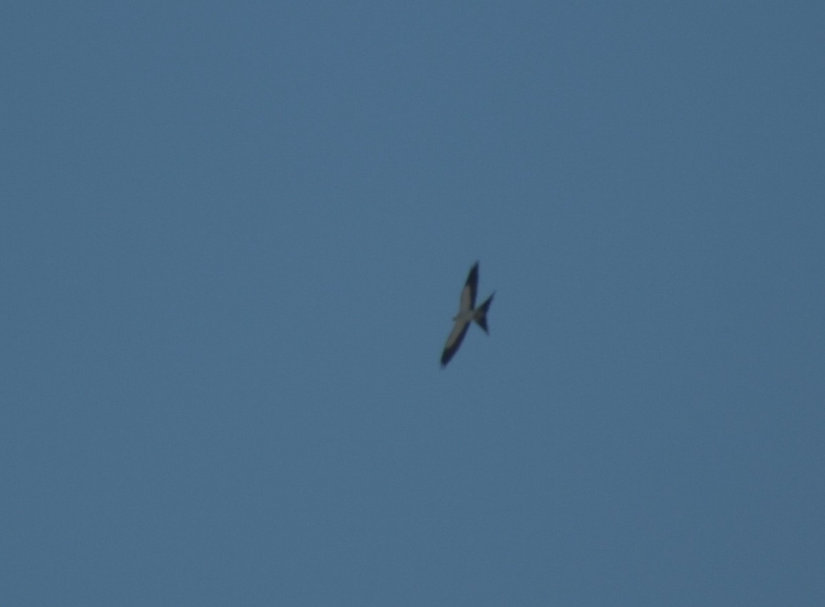 Swallow-tailed Kite - ML619995249