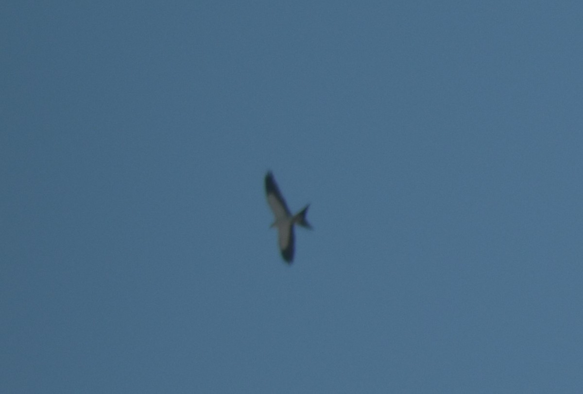 Swallow-tailed Kite - ML619995250