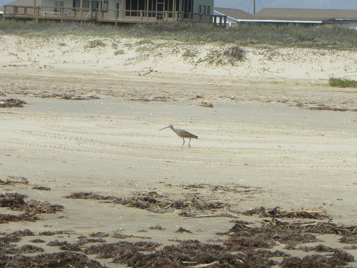 Long-billed Curlew - ML619995253