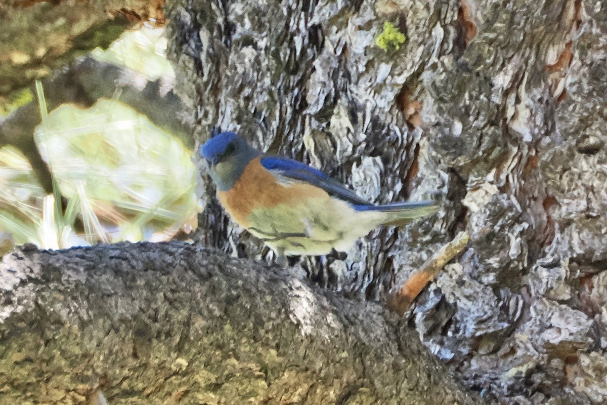 Western Bluebird - ML619995254