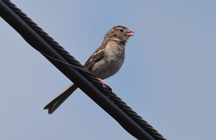 Field Sparrow - ML619995260