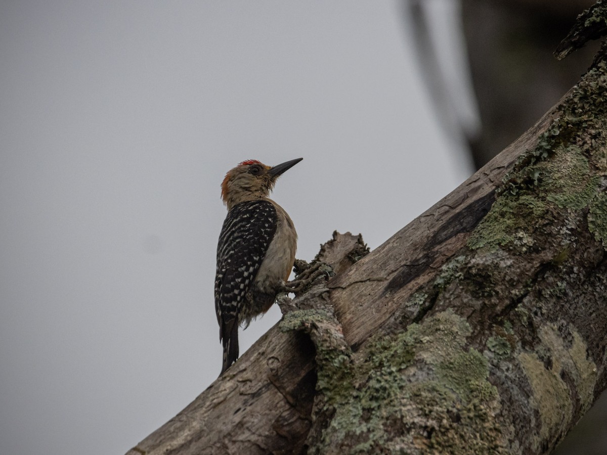 Red-crowned Woodpecker - ML619995263