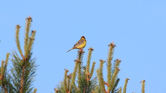 Red-headed Bunting - ML619995269