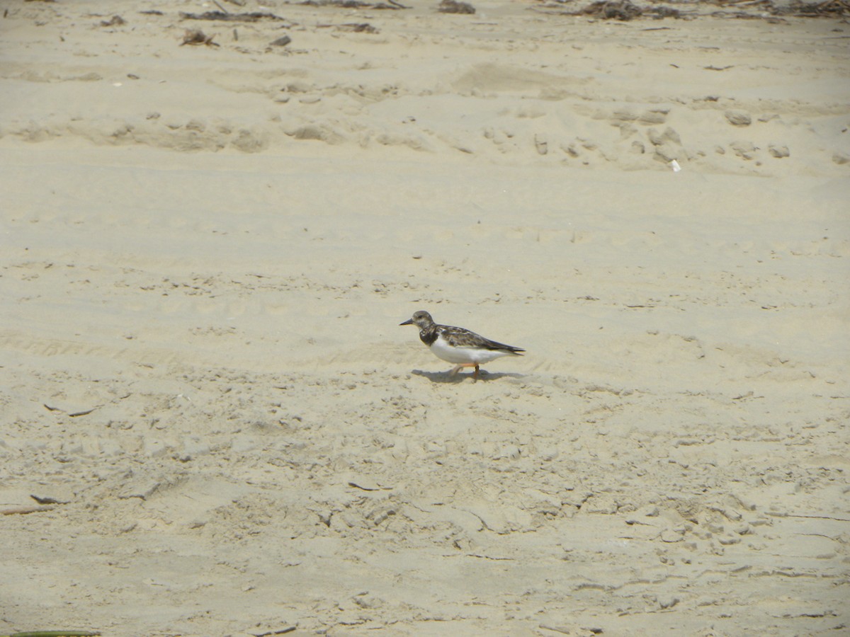 Ruddy Turnstone - ML619995270