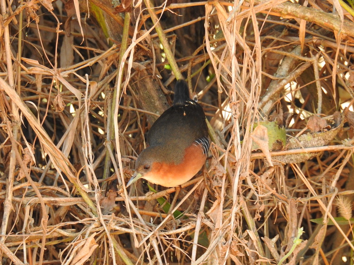 Rufous-sided Crake - ML619995279