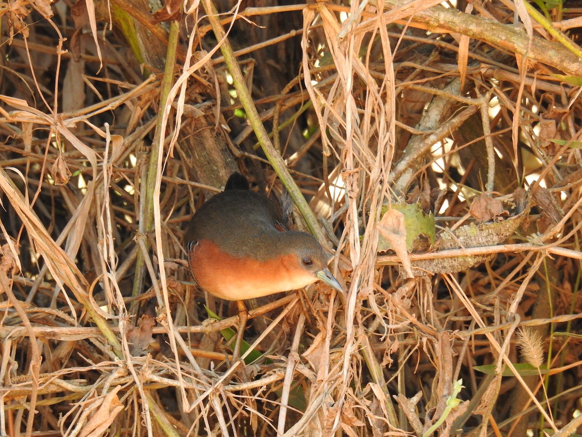 Rufous-sided Crake - ML619995280