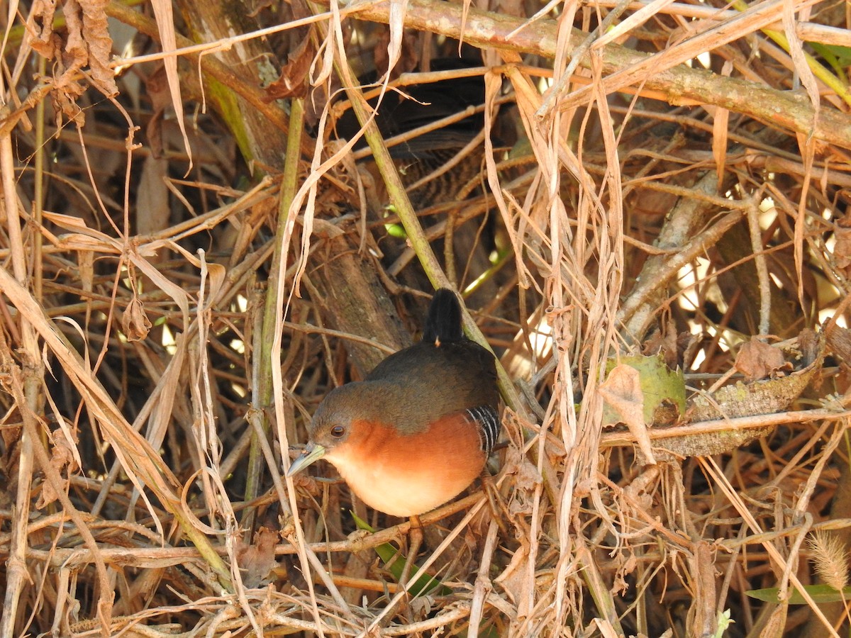 Rufous-sided Crake - ML619995281