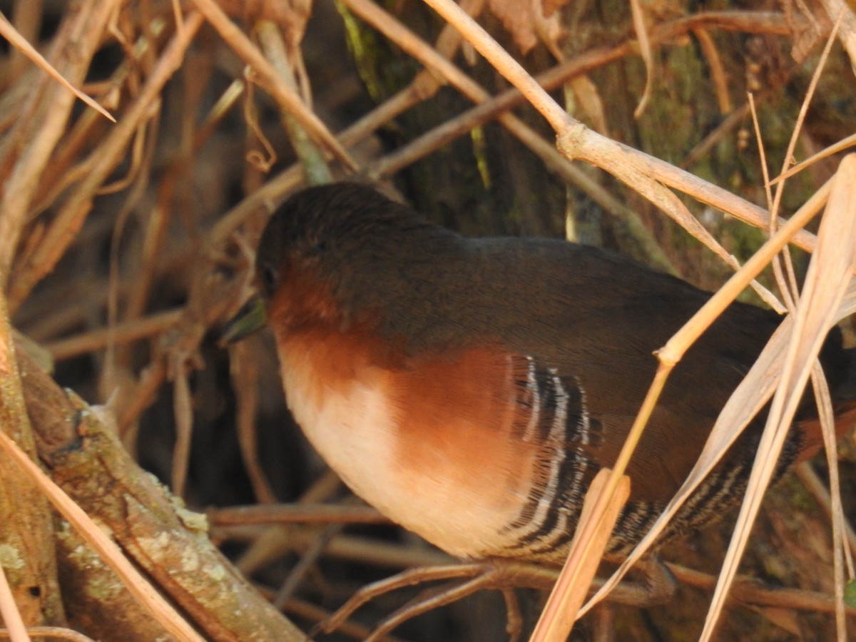 Rufous-sided Crake - ML619995282