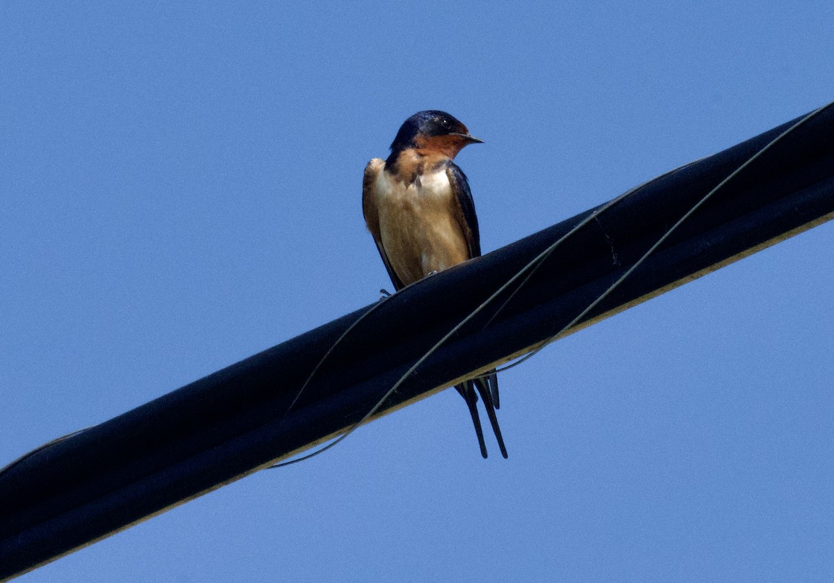 Barn Swallow - ML619995283
