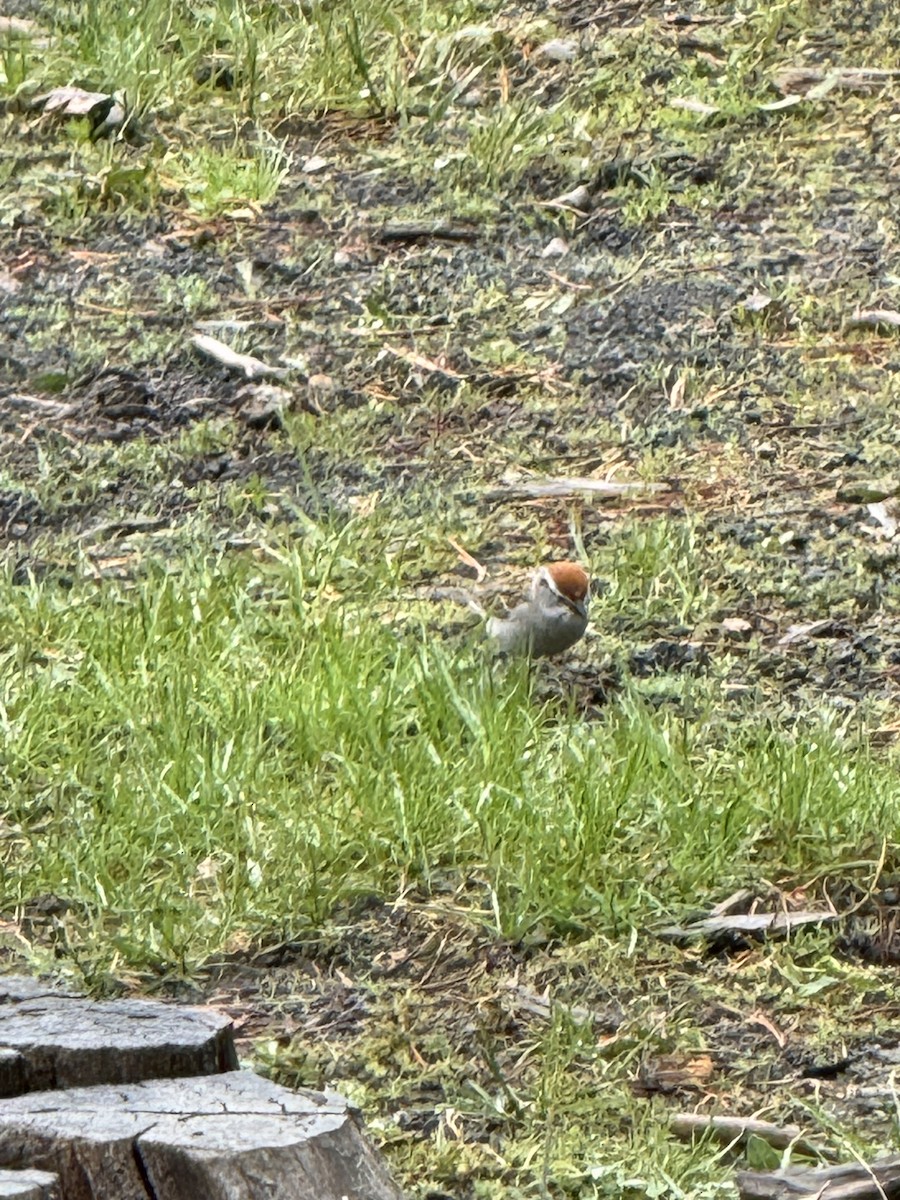 Chipping Sparrow - ML619995286