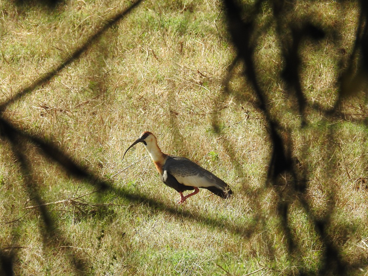 ibis bělokřídlý - ML619995288