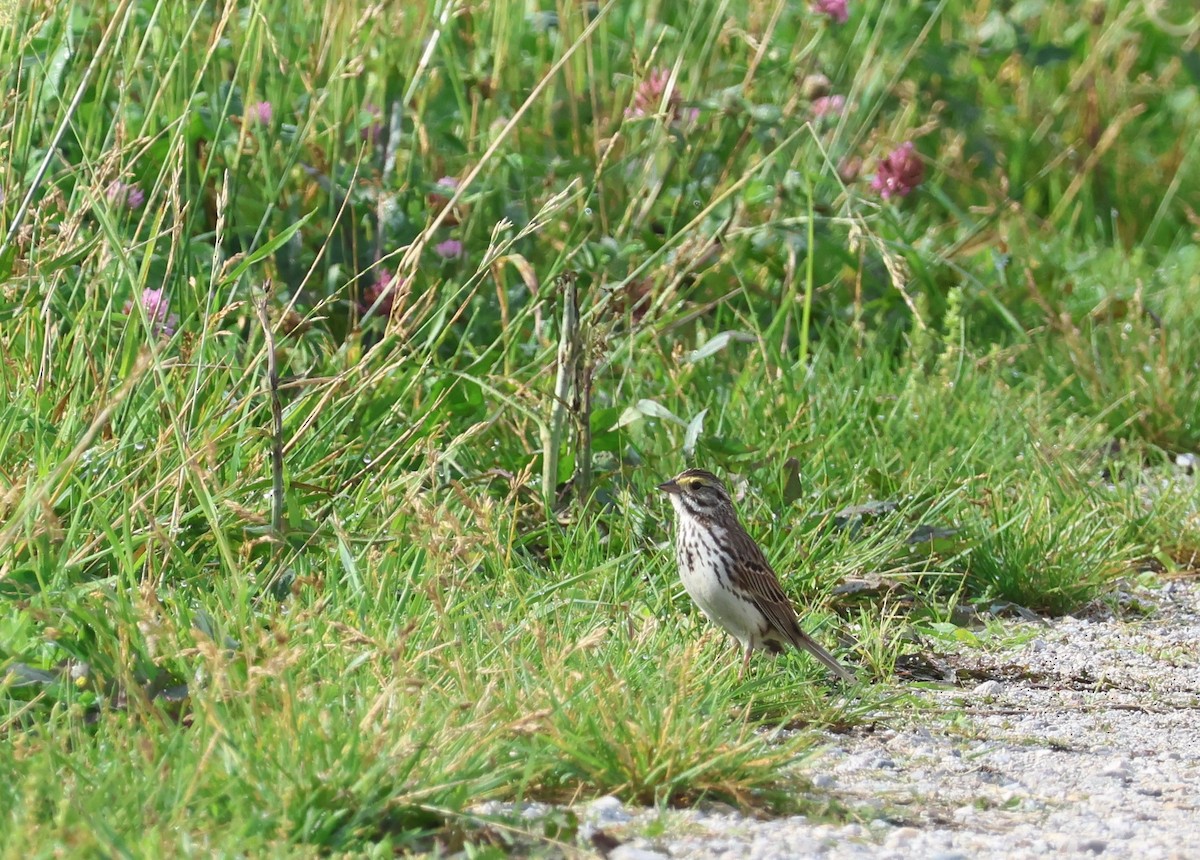 Savannah Sparrow - Judith Birkel