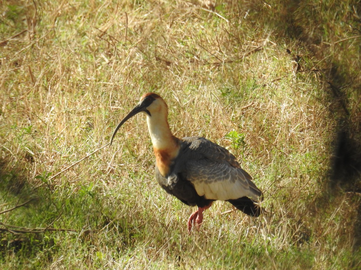 ibis bělokřídlý - ML619995298